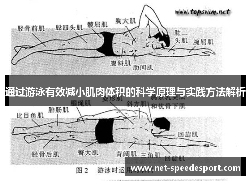 通过游泳有效减小肌肉体积的科学原理与实践方法解析